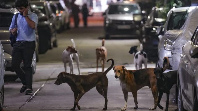 Supreme Court Revises Stray Dog Order After Public Outcry