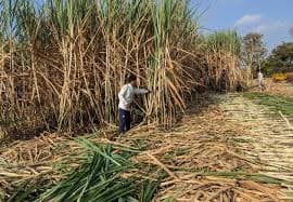 Ethanol Production Gets Boost: India Allows Use of Sugarcane Juice & Molasses